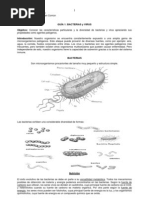 Bacterias y Virus