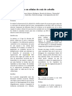 Mitosis en Celulas de Raiz de Cebolla