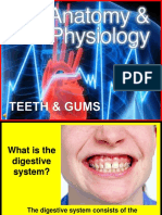 174 Anatomy Teeth and Gums