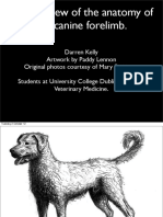 Asset - 8288 - Anatomy of The Canine Forelimb PDF