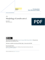 Morphology of Cannabis Sativa L