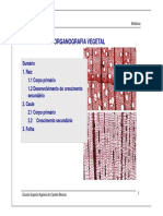 Anatomia Vegetal