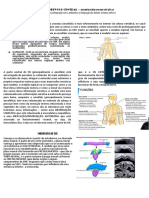 Resumo Sobre Organização e Divisão Do SNC