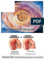 Aula 8-9 - Respiração Celular e Fermentação