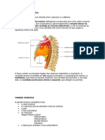 Anatomia - Tronco