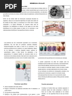 Membrana Celular