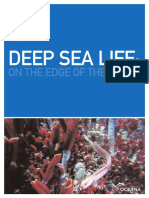 Deep Sea Life:: On The Edge of The Abyss