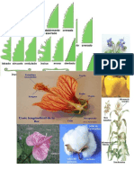 Catalogo de Plantas de La Región