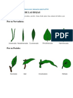 Clasificacion de Las Hojas