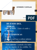 Esternón y Costillas