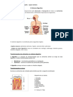 O Sistema Digestivo