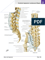 Vertebral Ligaments: Lumbosacral Region : Left Lateral View