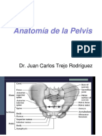 Anatomia de La Pelvis