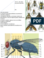 Diptera PDF