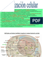 Señalizacion Celular PDF