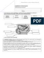 Guía Sistema Reproductor Humano