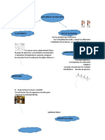 Mapa Mental Cultura Fisica