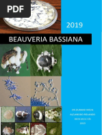 Bauveria Bassiana