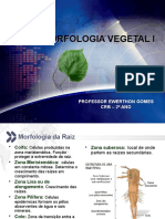 Aula CRB - 2º Ano - Morfofisiologia Vegetal - Raiz, Caule e Folhas