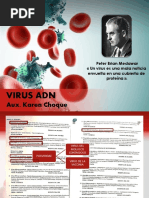 Virus ADN PDF