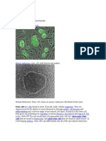 Stem Cell: Navigation Search