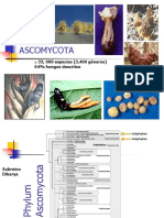 Ascomycota - Taphrinomycotina y Saccharomycotina