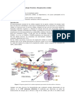 Cadena Respiratoria