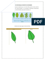 Tipos de Hojas Según Su Borde