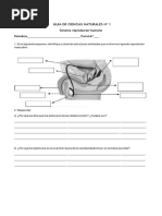 Guia Sistema Reproductor 6°basico