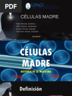 Células Madre