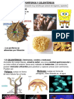 1eso.t9. Animales Invertebrados