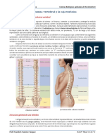 ColumnaVertebral CajaTorácica