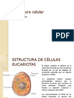 5 - Estructura Celular