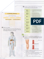 Taller Circulacion en Animales