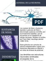 Estructura Neurona