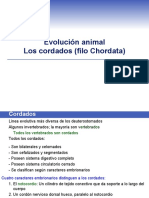 Animales Cordados-Filo Chordata