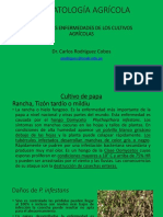 Principales Enfermedades de Los Cultivos Agrícolas PDF