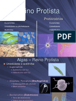 2 Ano. Aula 4. Reino Protista PDF