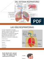 Sistema Respiratorio