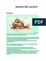 La Anatomia Del Caracol