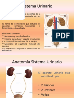 Sistema Urinario