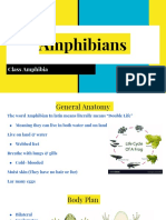 Amphibians Per