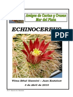 Echinocereus Cactus