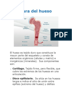 Estructura Del Hueso