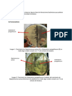 Ecología Practica 8 Interacciones Microbianas