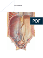 Pared Abdominal Anterior