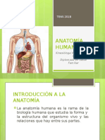 Anatomía Humana