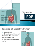 Digestive System