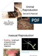 Animal Reproduction