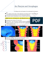 Anatomy of The Pharynx Oesophagus